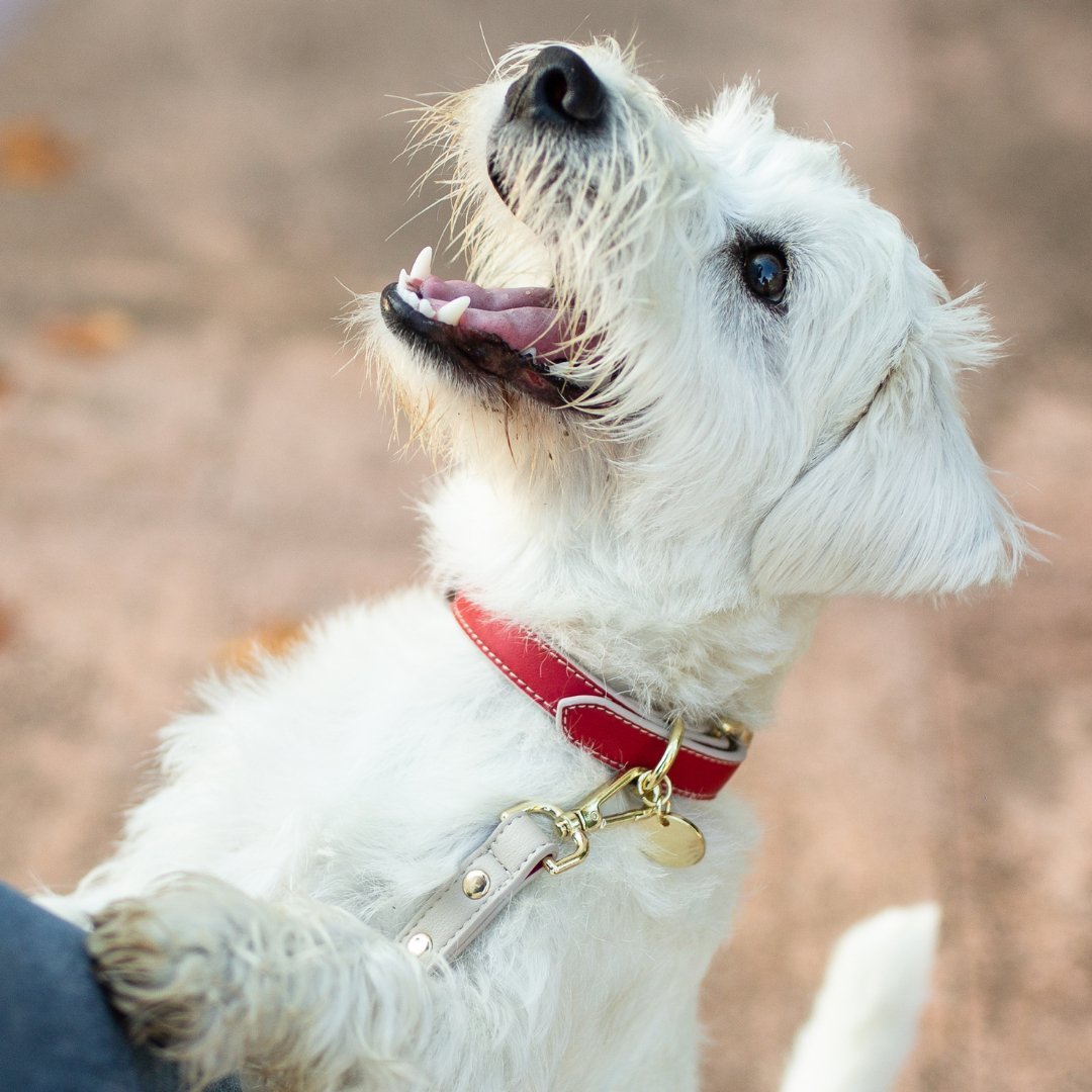 Collar - Vegan Leather Nina Woof