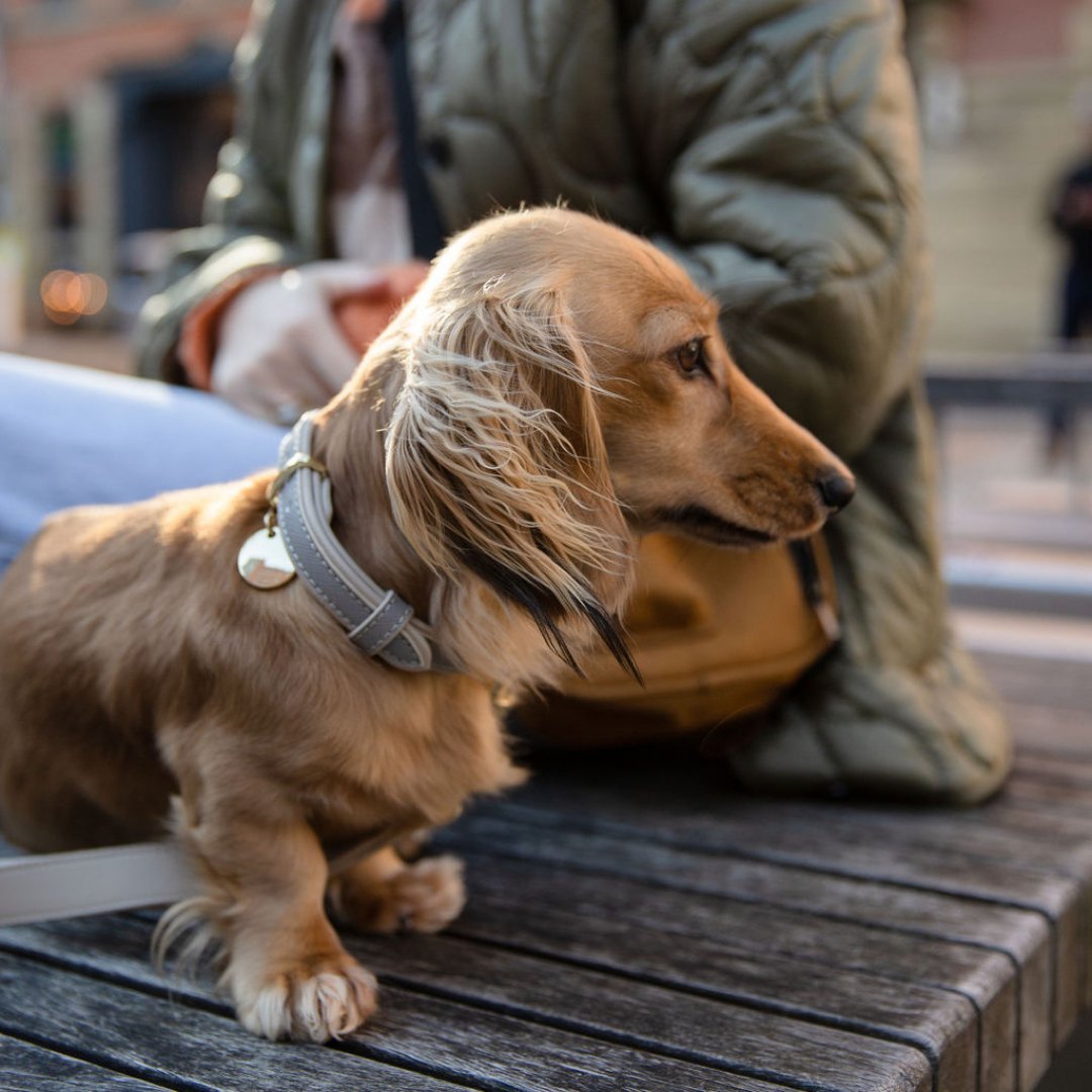 Collar - Vegan Leather Nina Woof