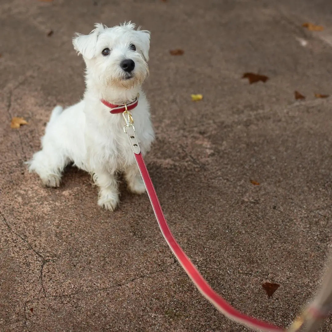 Leash 4ft - Vegan Leather - Copenhagen Nina Woof