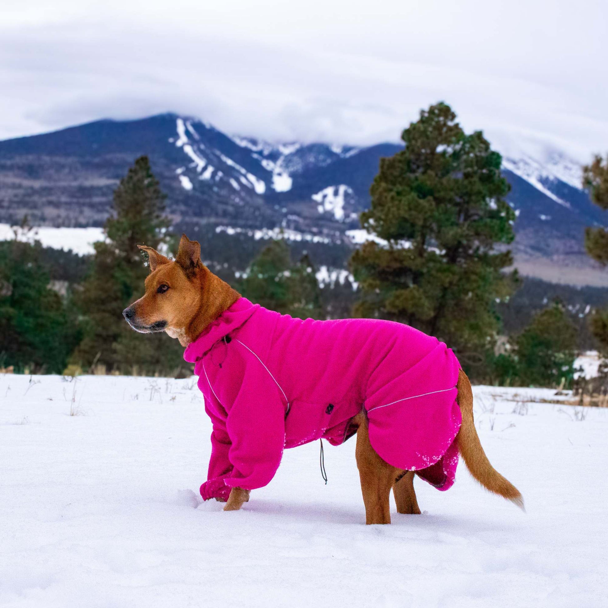 Cozy Hugger Jacket WOOFESSENTIAL