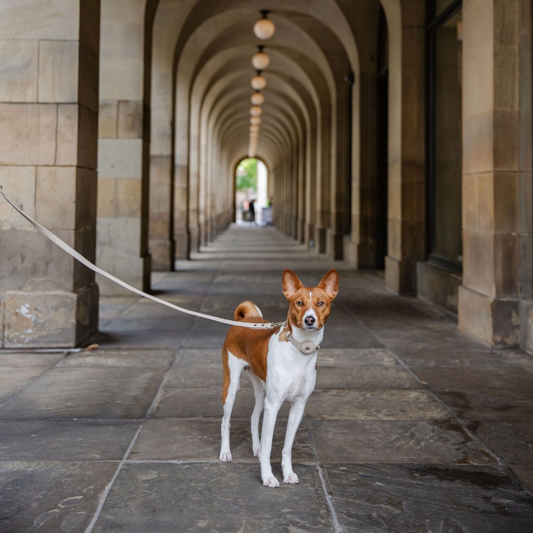 Leash 4ft - Vegan Leather - Cupertino Nina Woof