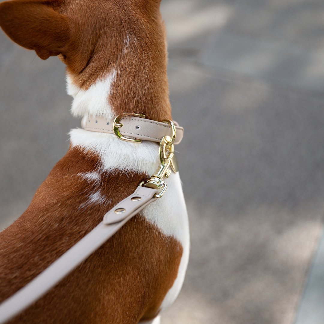 Collar - Air Tag Enabled - Vegan Leather - Cupertino Nina Woof