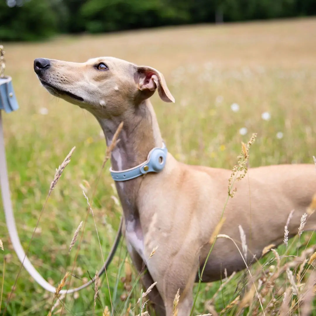 Collar - Air Tag Enabled - Vegan Leather - Cupertino Nina Woof