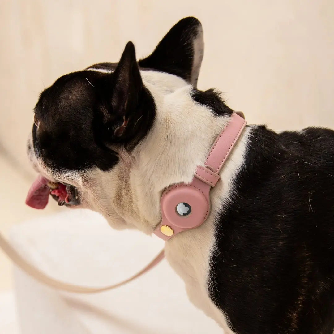 Collar - Air Tag Enabled - Vegan Leather - Cupertino Nina Woof