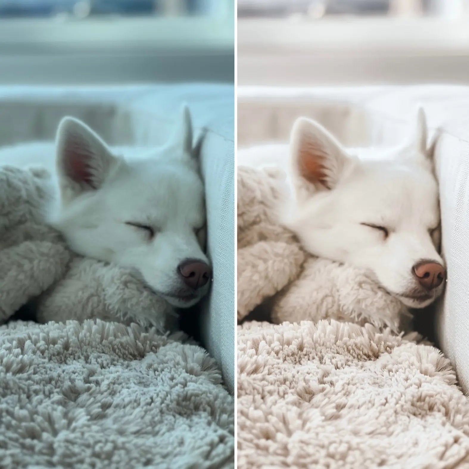 Dreamy Presets - K9 Outdoors