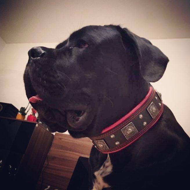 Bestia Eros 2.5" Leather Dog Collar – Black & Red