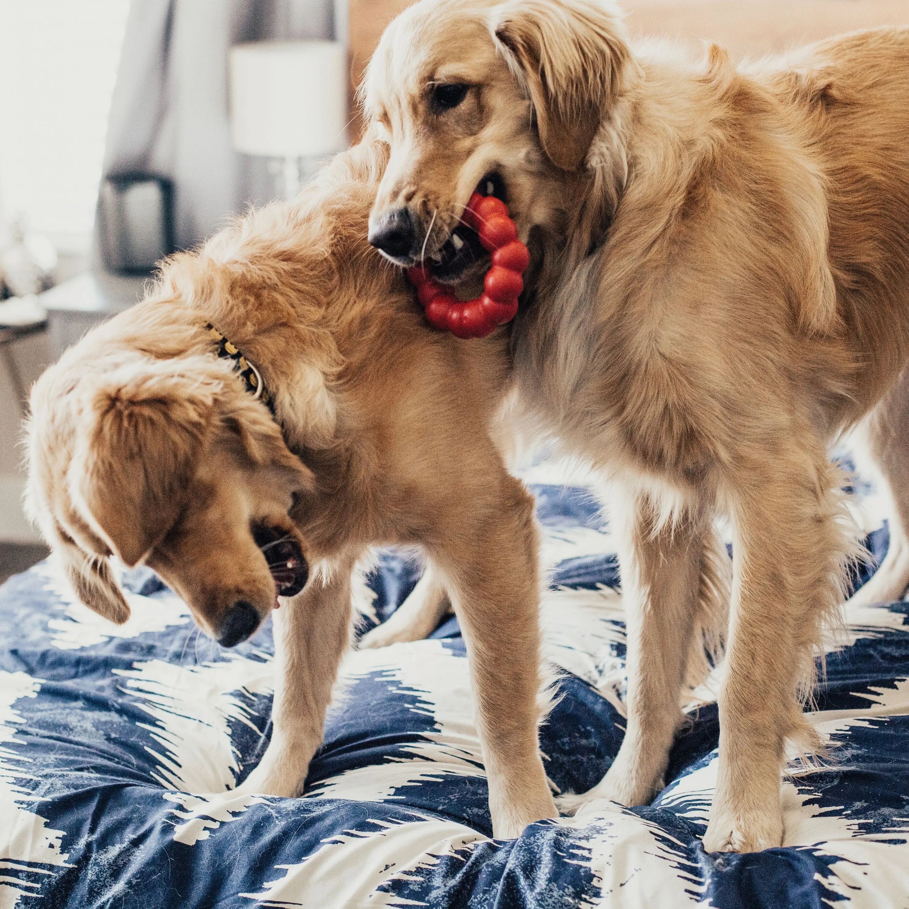 ® Ring Dog Toy, Medium/Large