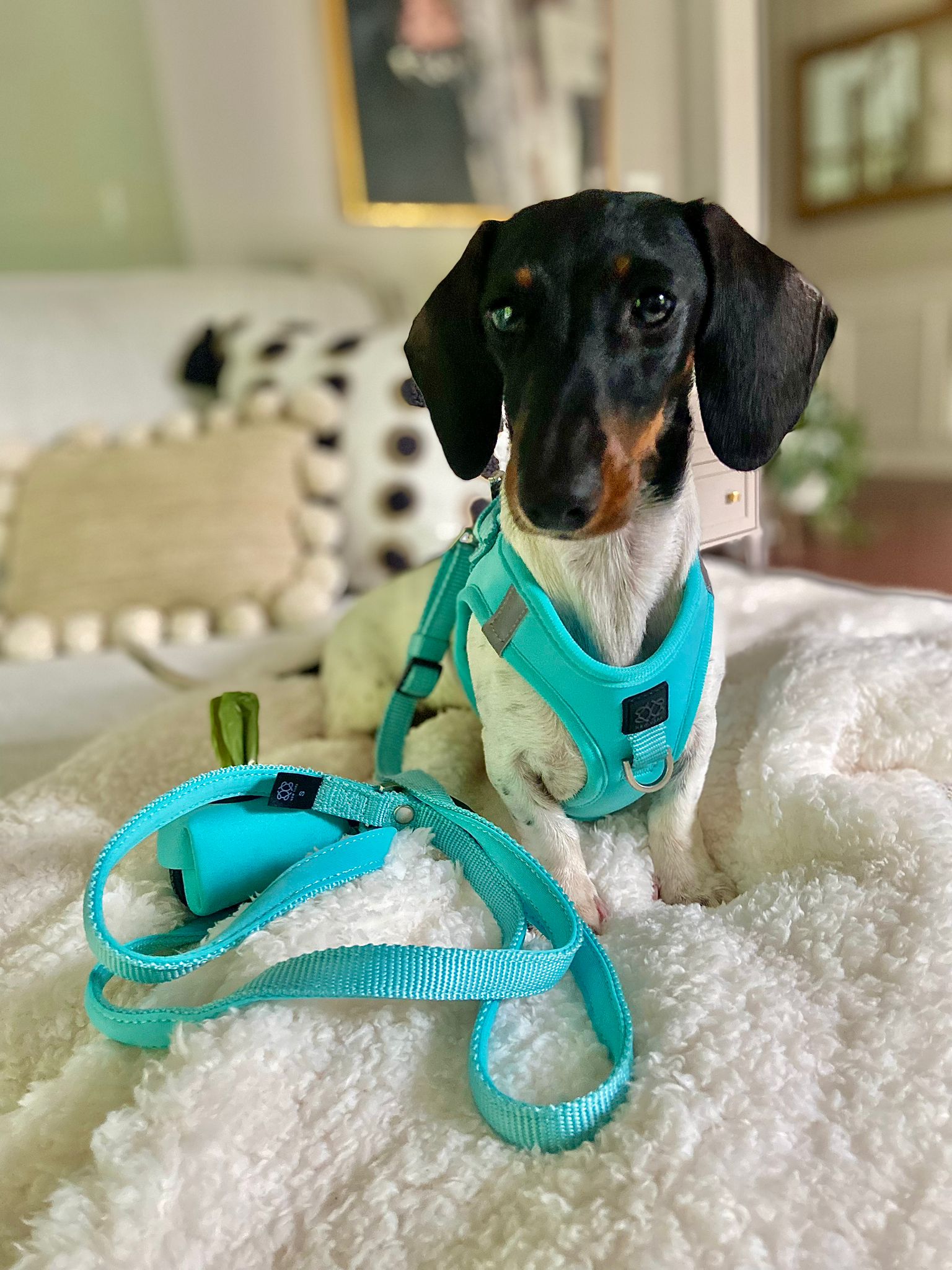 City Dog Leash - Fifth Avenue Dogistry™