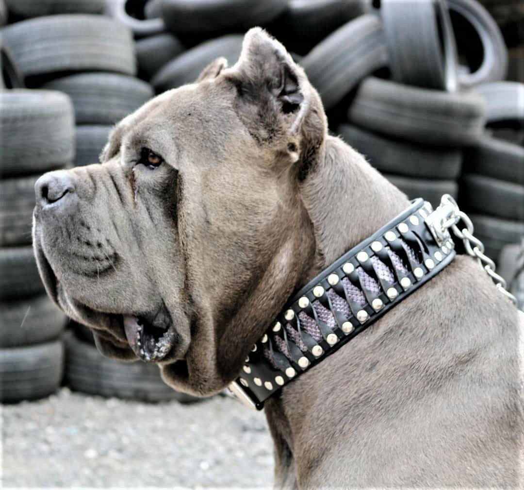Bestia Steampunk Leather Dog Collar