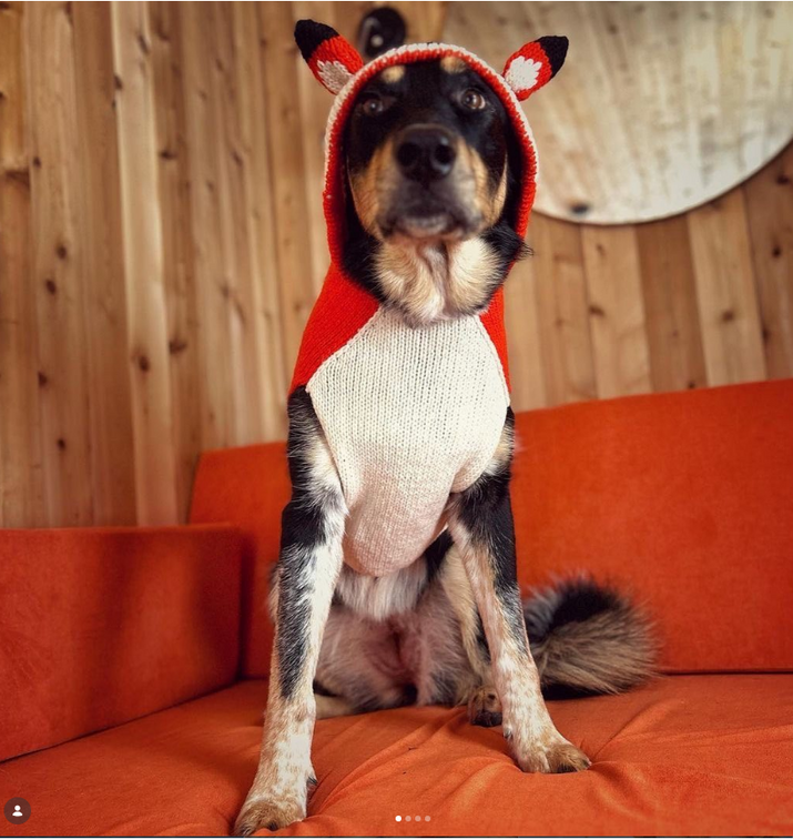 Foxy Hoodie Dog Sweater
