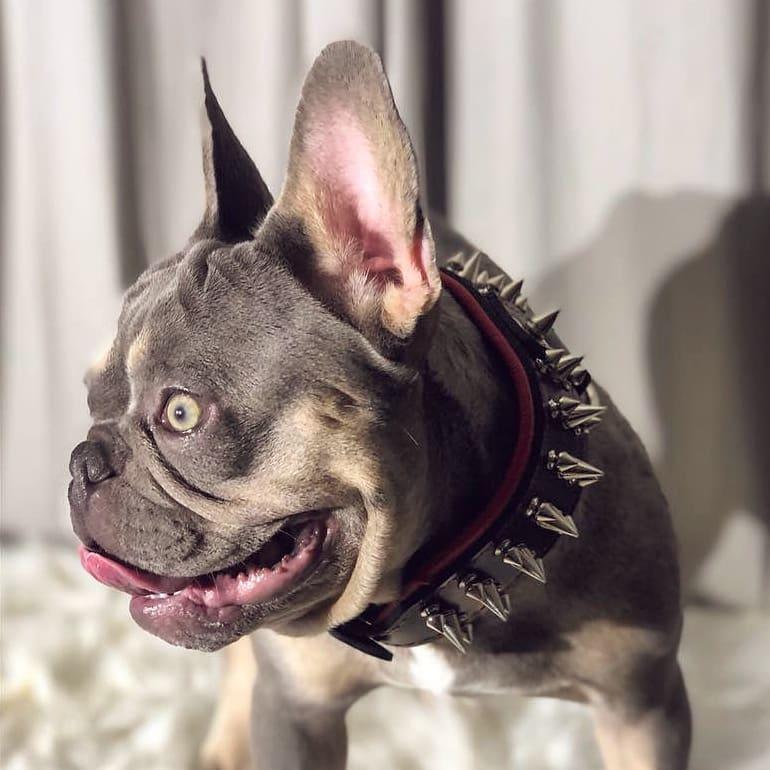 Bestia Danger Leather Dog Collar