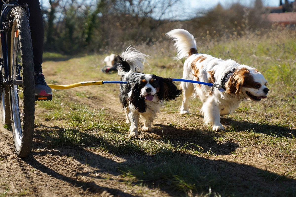 BTL Double Dog Package