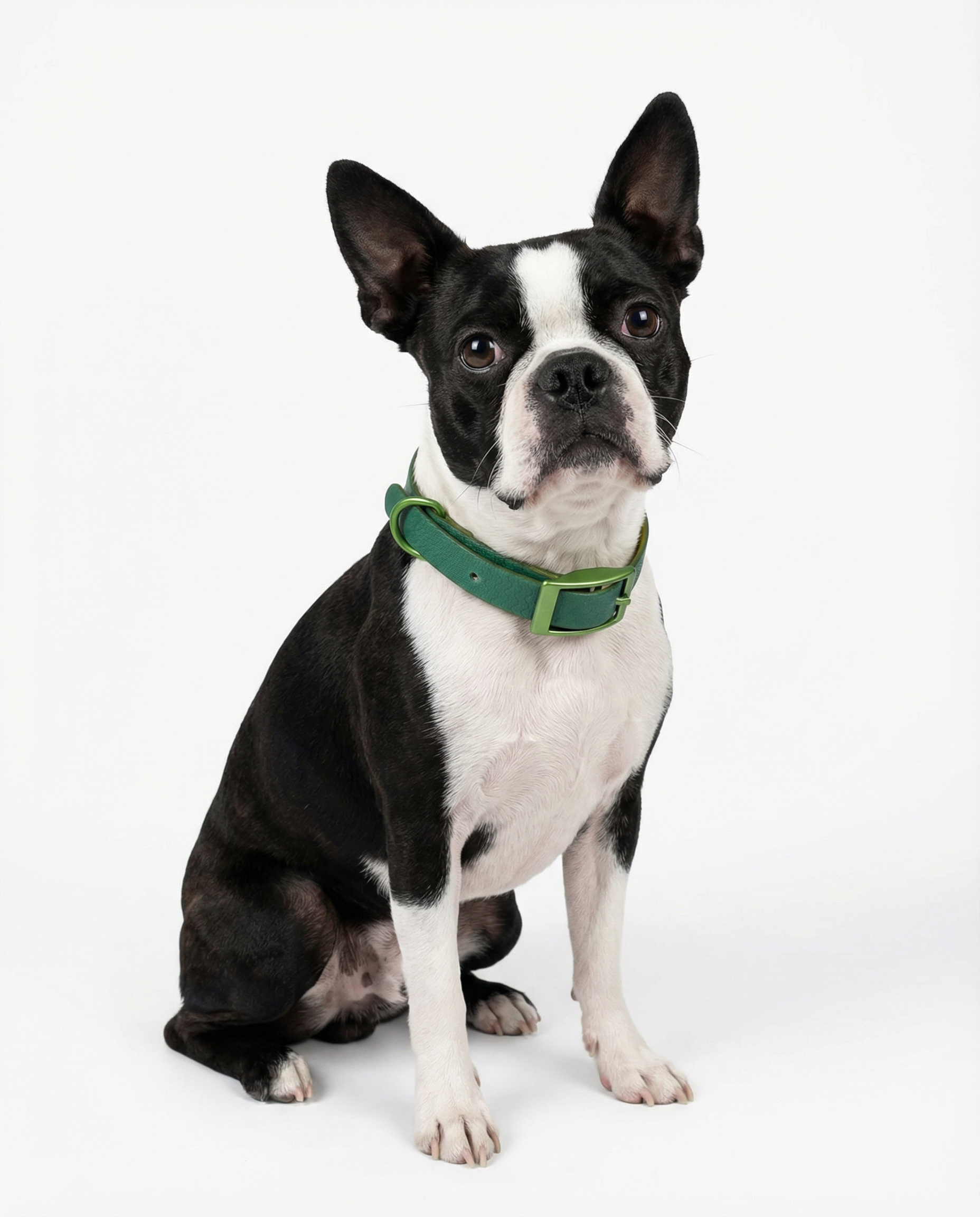 Green Jelly Collar - Waterproof Collar For Small Dogs