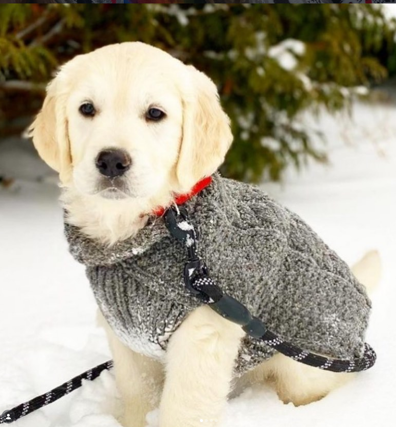 Gray Cable Knit Dog Sweater