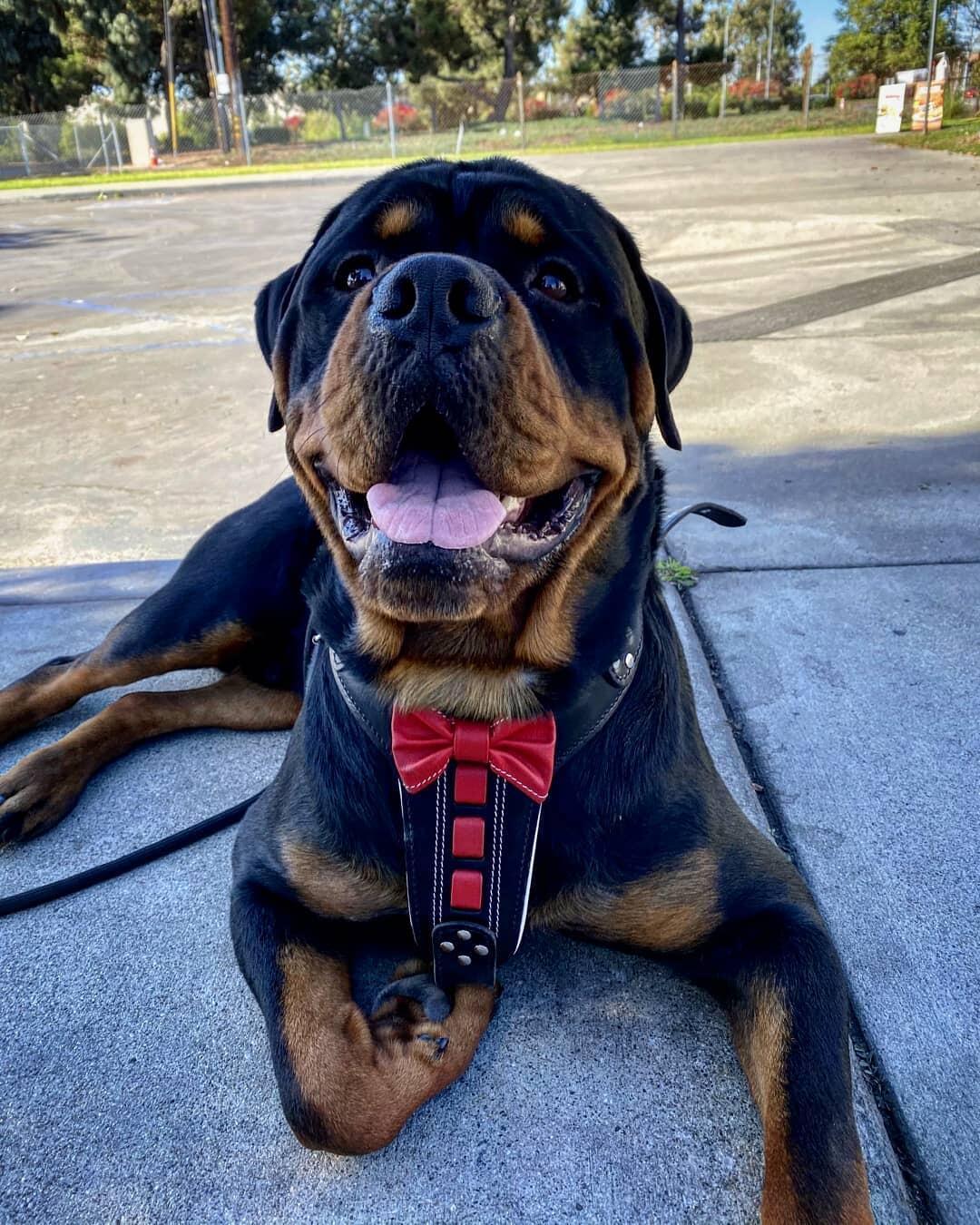 Bestia Bowtie Leather Dog Harness – Black & Red, Large Breeds