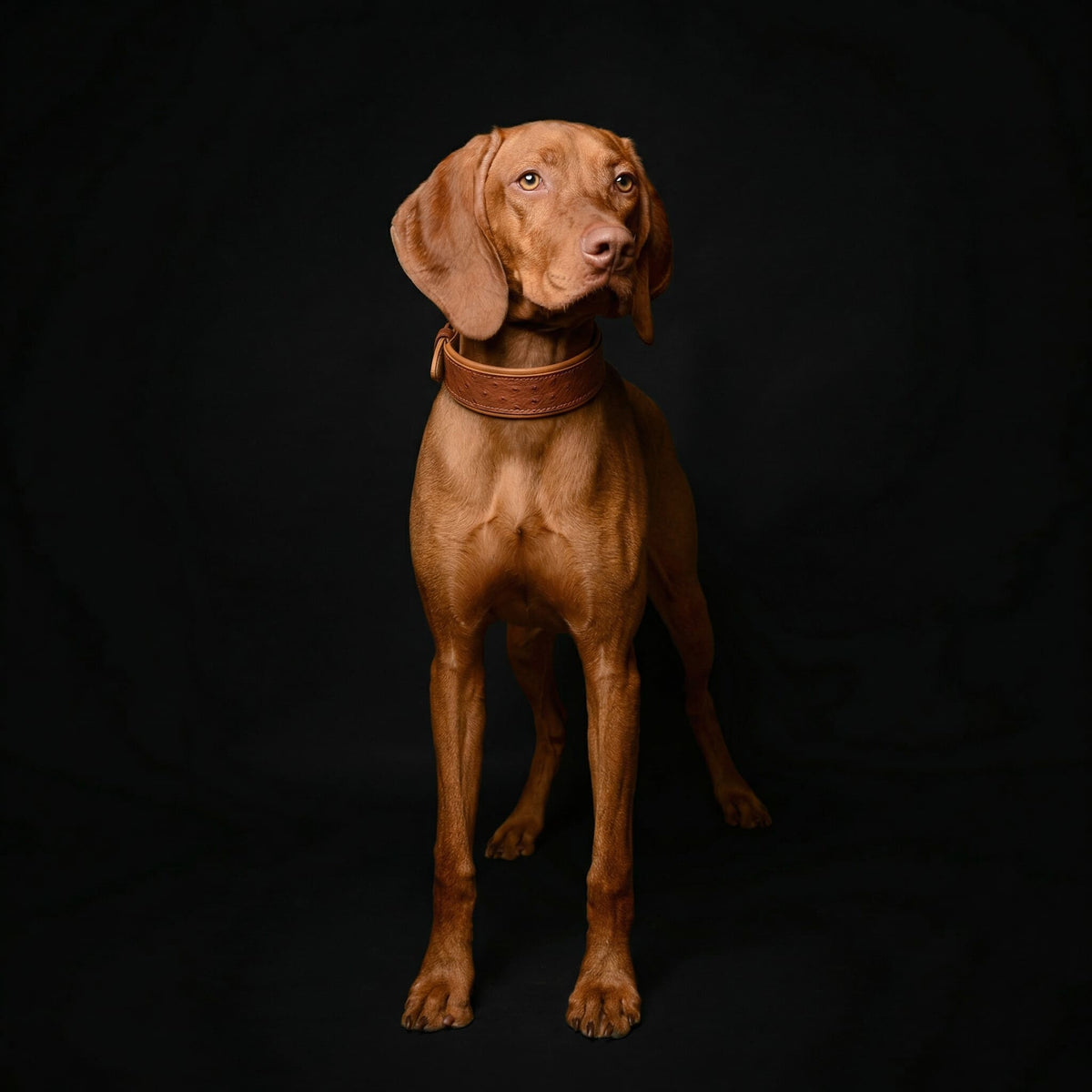 Bestia Ostrich Leather Dog Collar – Limited Edition