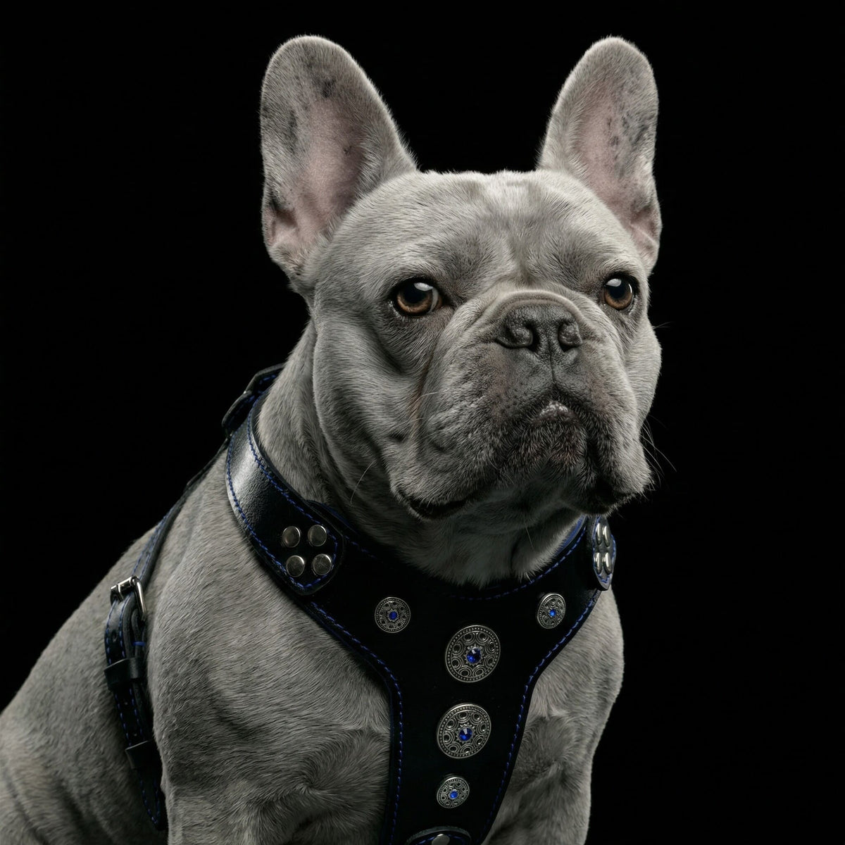 Bestia Bijou Leather Dog Harness – Black & Blue, Small–Medium Dogs