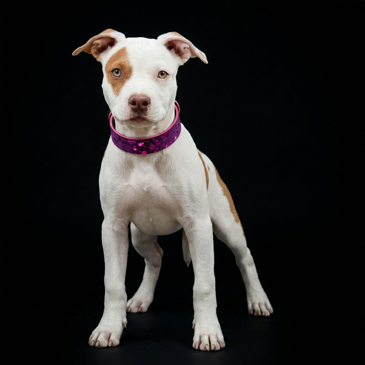 Bestia Viola Drops Leather Puppy Collar