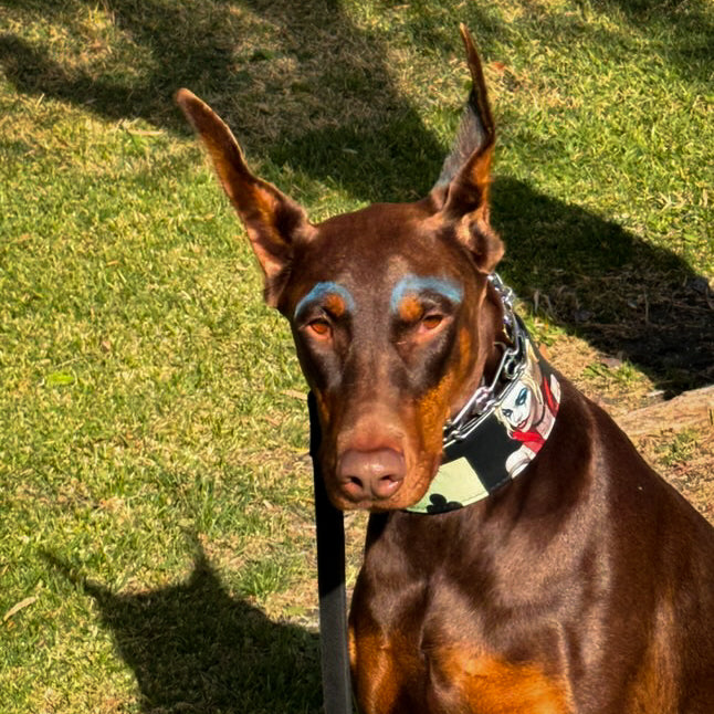 Bestia Harley Leather Dog Collar – Limited Edition