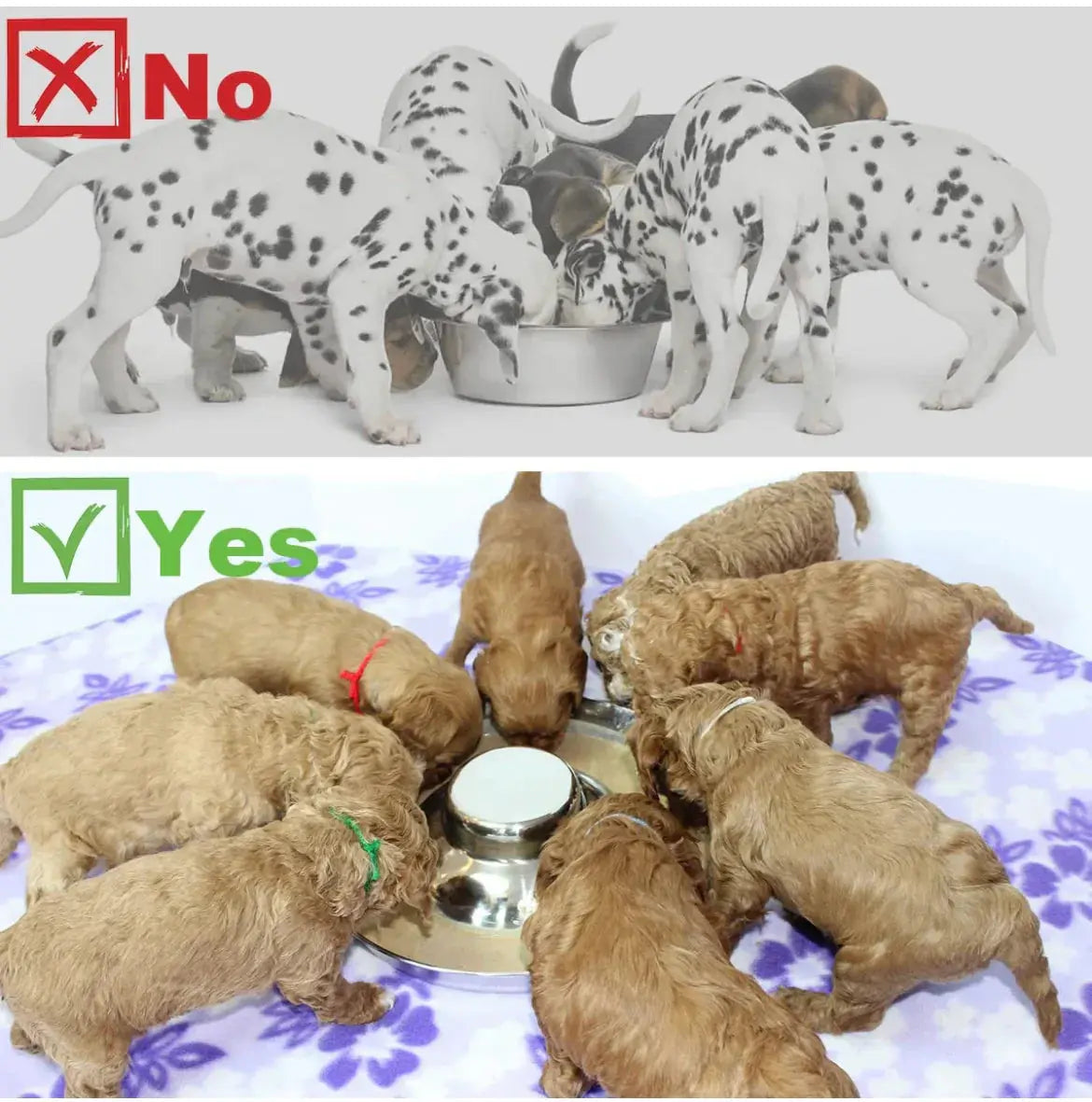 Stainless steel Weaning puppy food bowls Horizon Animal Care
