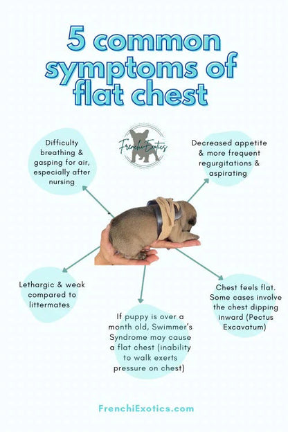 Puppy Flat Chest protector & treatment "bundle"All Sizes Horizon Animal Care