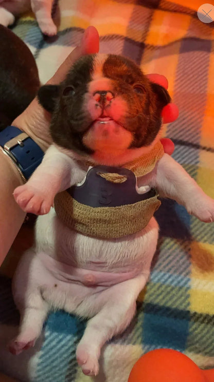 Puppy Flat Chest protector & treatment "bundle"All Sizes Horizon Animal Care