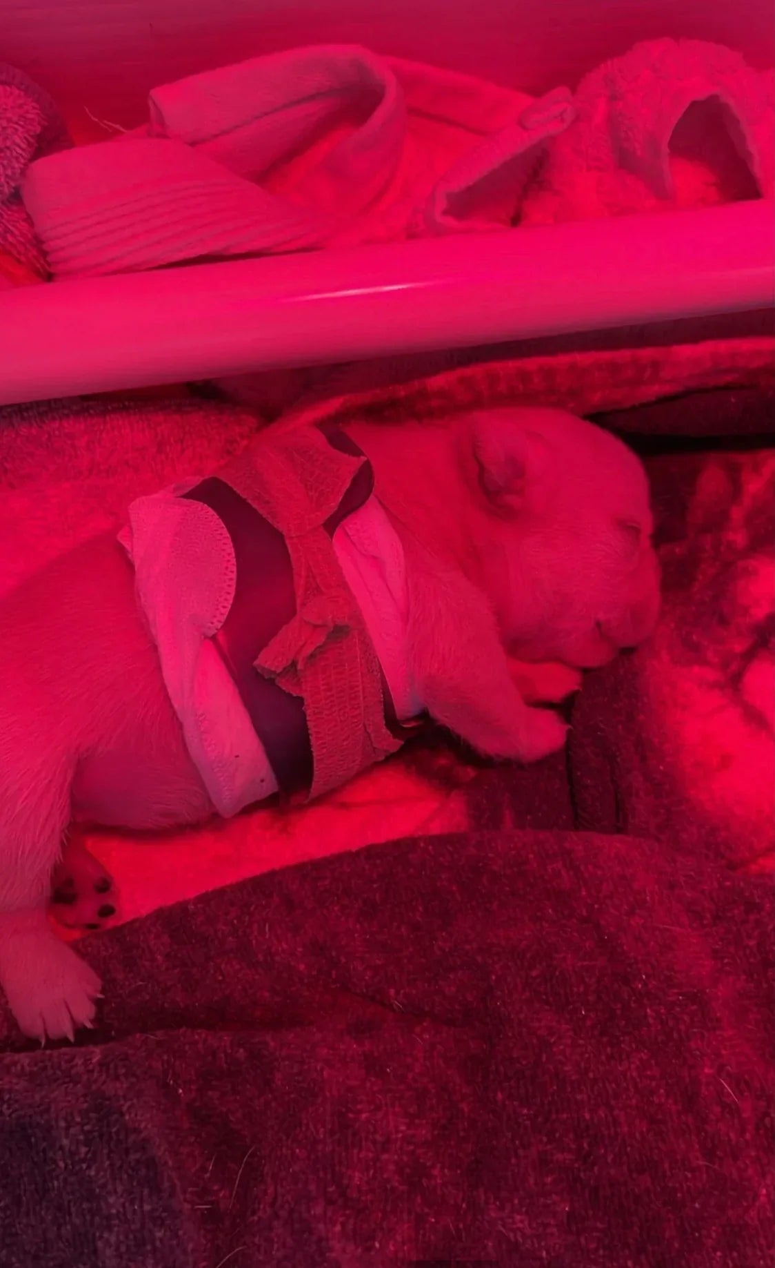 Puppy Flat Chest protector & treatment "bundle"All Sizes Horizon Animal Care