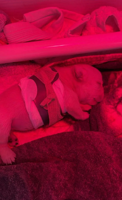 Puppy Flat Chest protector & treatment "bundle"All Sizes Horizon Animal Care