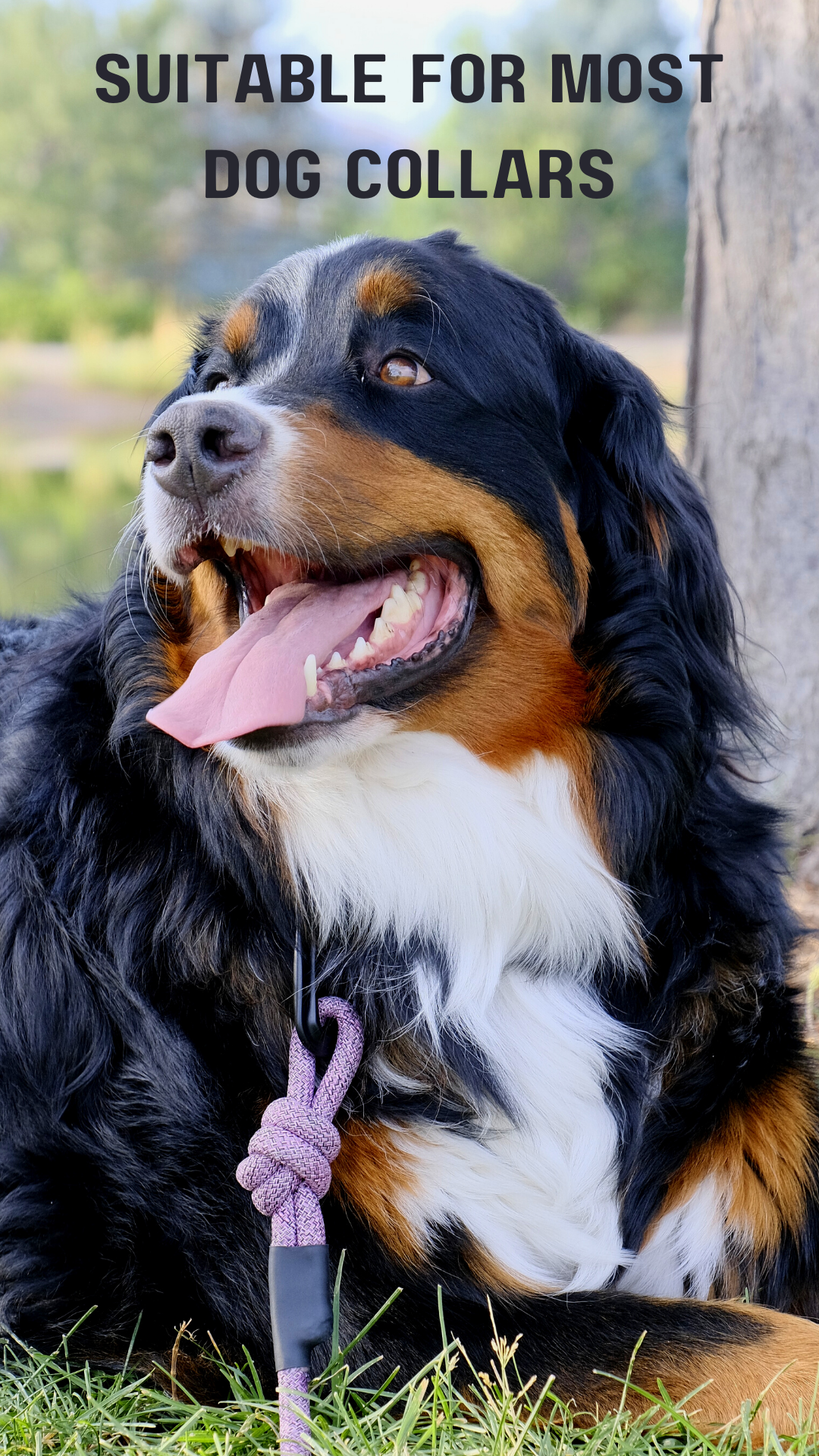 Adventure Style Mountain Blush Climbing Rope Dog Leash Euro-Dog Collars and Leads