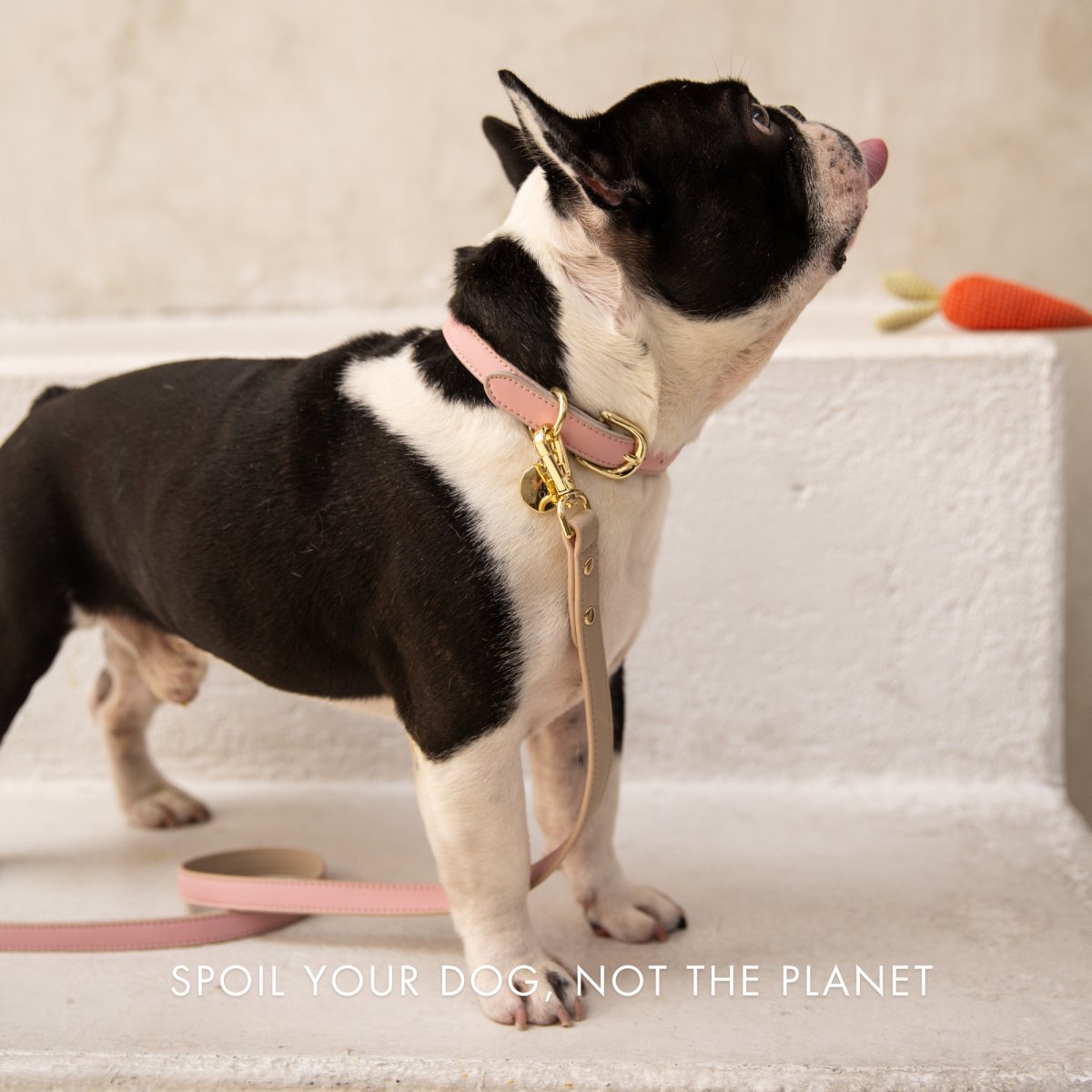 Leash 4ft - Vegan Leather - Cupertino Nina Woof