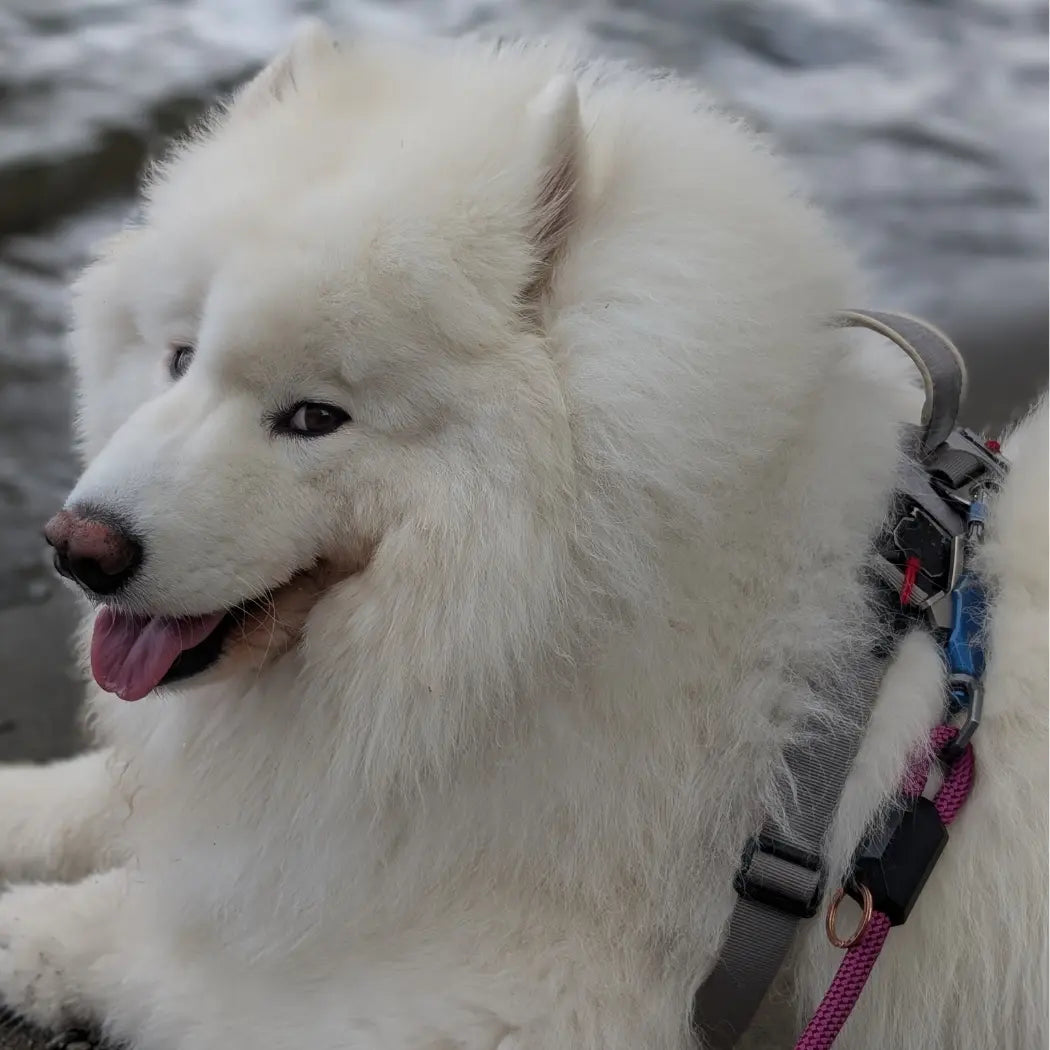 Patented Magnetic Dog Leash - One-Hand Connect & Release Up Dog Shop