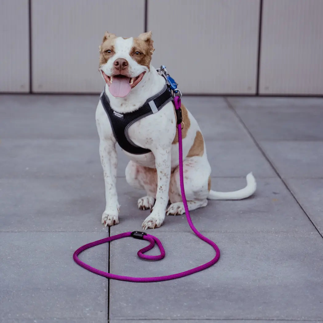 Patented Magnetic Dog Leash - One-Hand Connect & Release Up Dog Shop