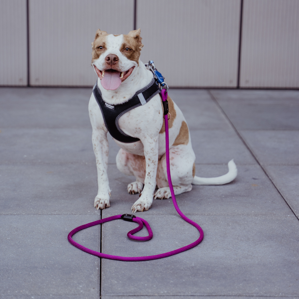 Patented Magnetic Dog Leash Up Dog Shop