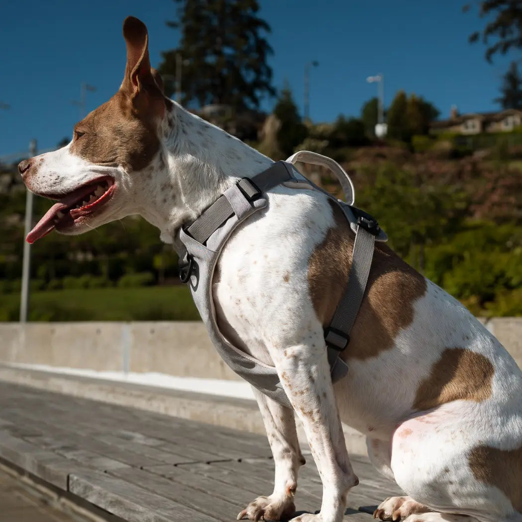 Magnetic Dog Harness - One-Hand Clip, No-Pull Design Up Dog Shop