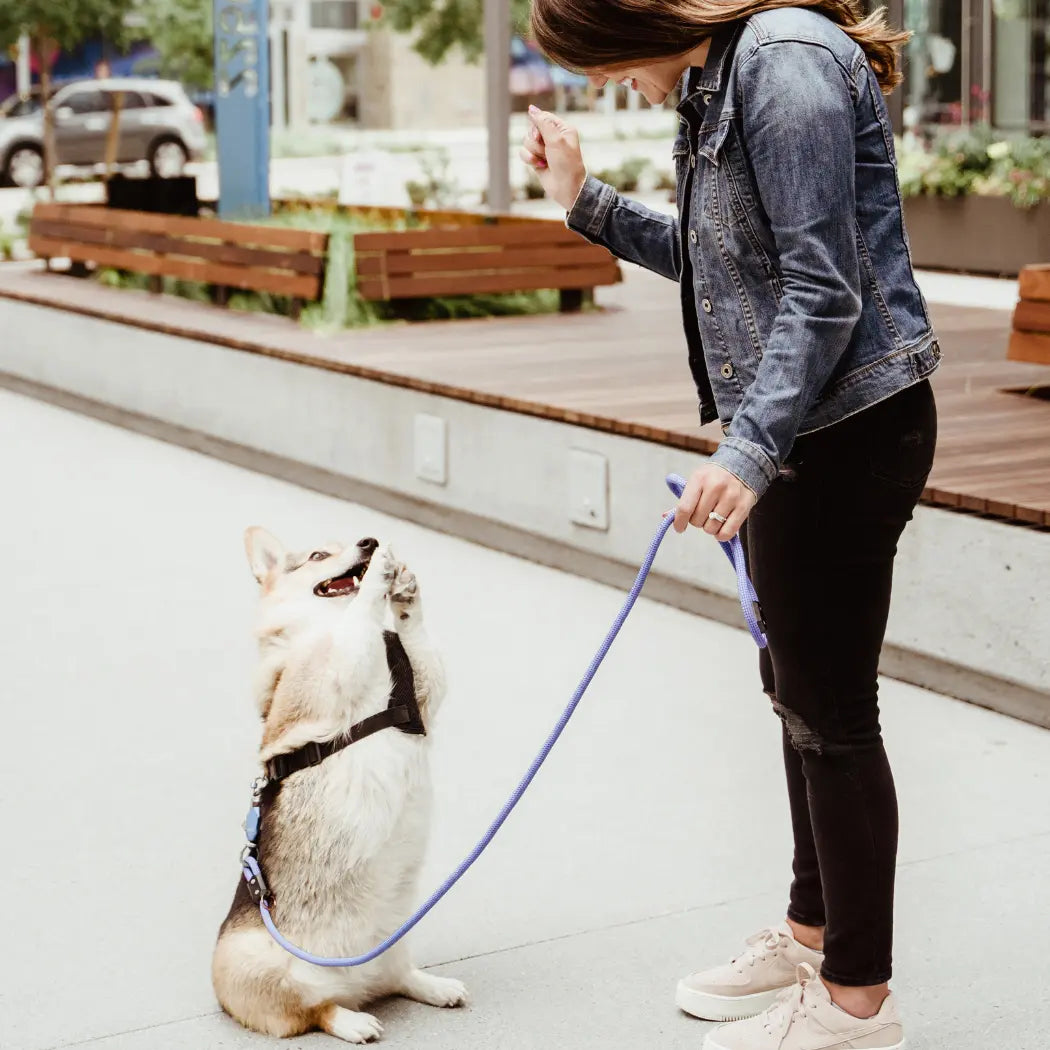 Patented Magnetic Dog Leash - One-Hand Connect & Release Up Dog Shop
