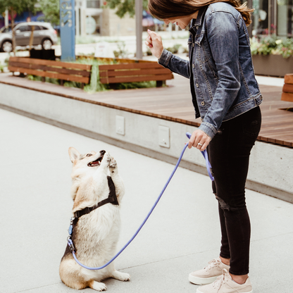 Patented Magnetic Dog Leash Up Dog Shop