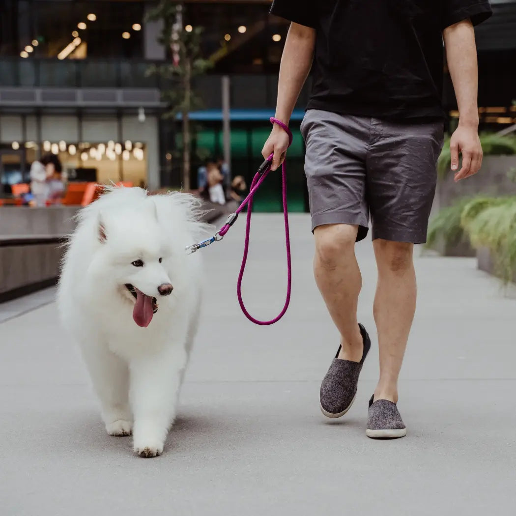 Patented Magnetic Dog Leash - One-Hand Connect & Release Up Dog Shop