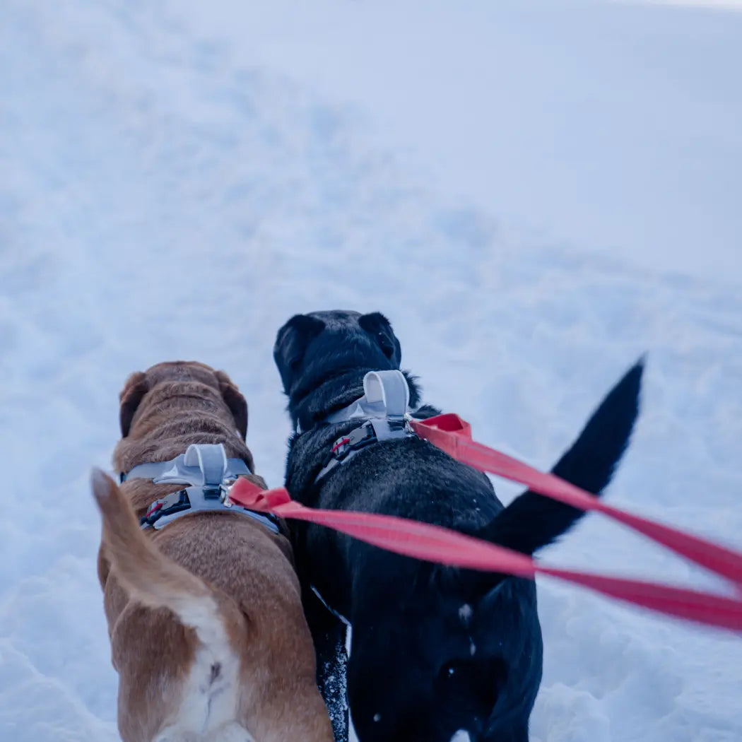 Magnetic Dog Harness - One-Hand Clip, No-Pull Design Up Dog Shop