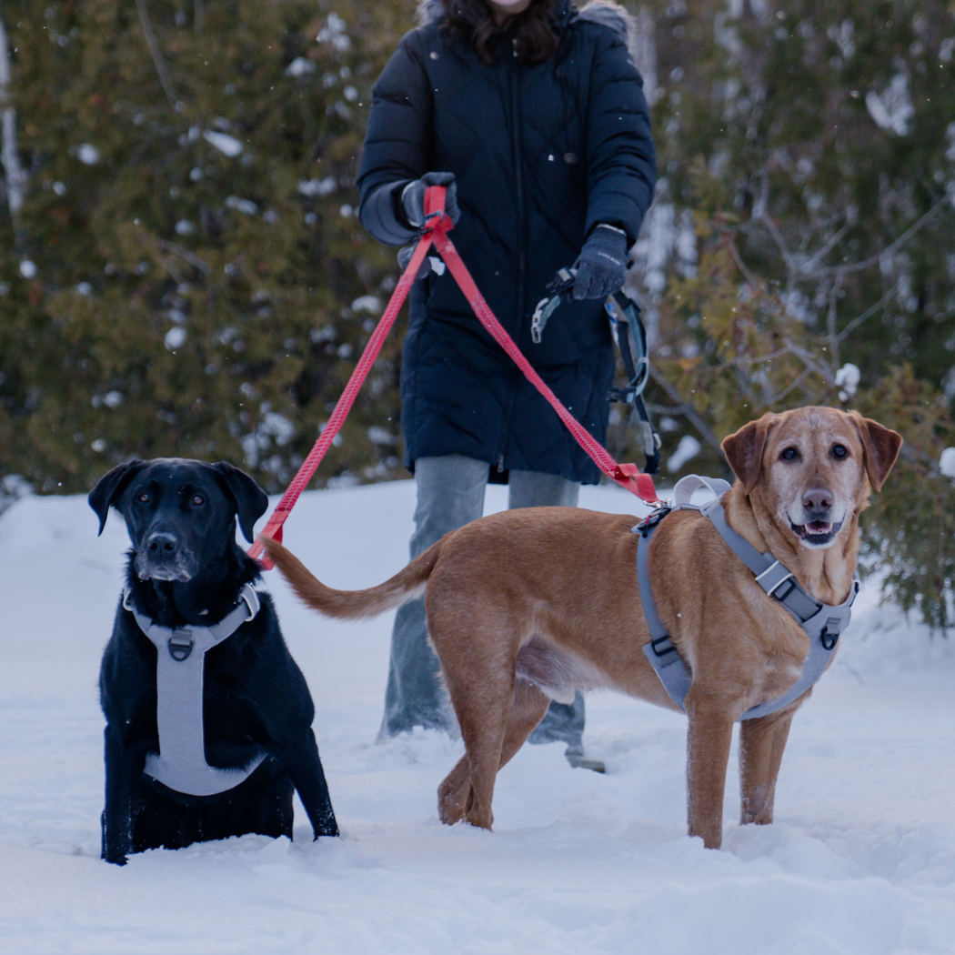 Magnetic Dog Harness Up Dog Shop