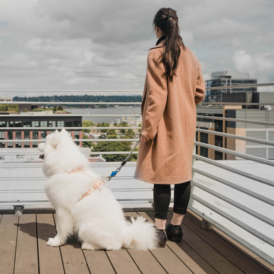 Patented Magnetic Dog Leash Up Dog Shop