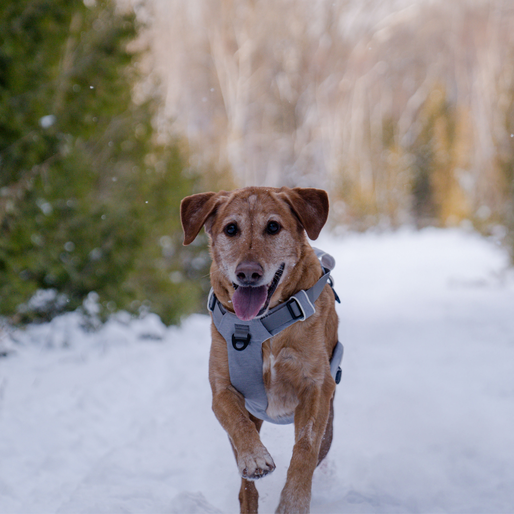 Magnetic Dog Harness Up Dog Shop