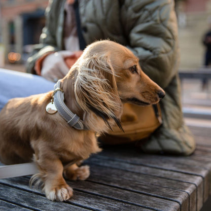 Collar - Vegan Leather - London Nina Woof