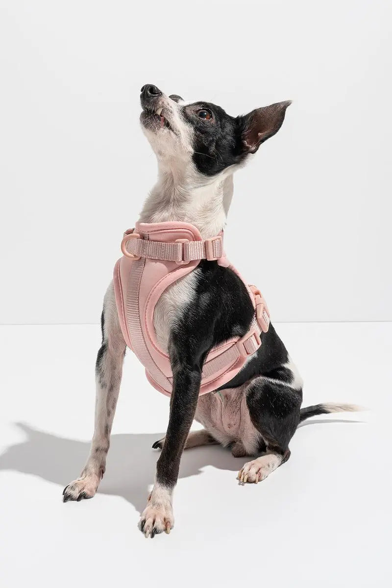 Luxe Harness - Hibiscus Pawmigo