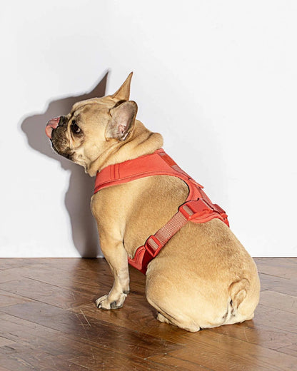 Luxe Harness - Poppy Pawmigo