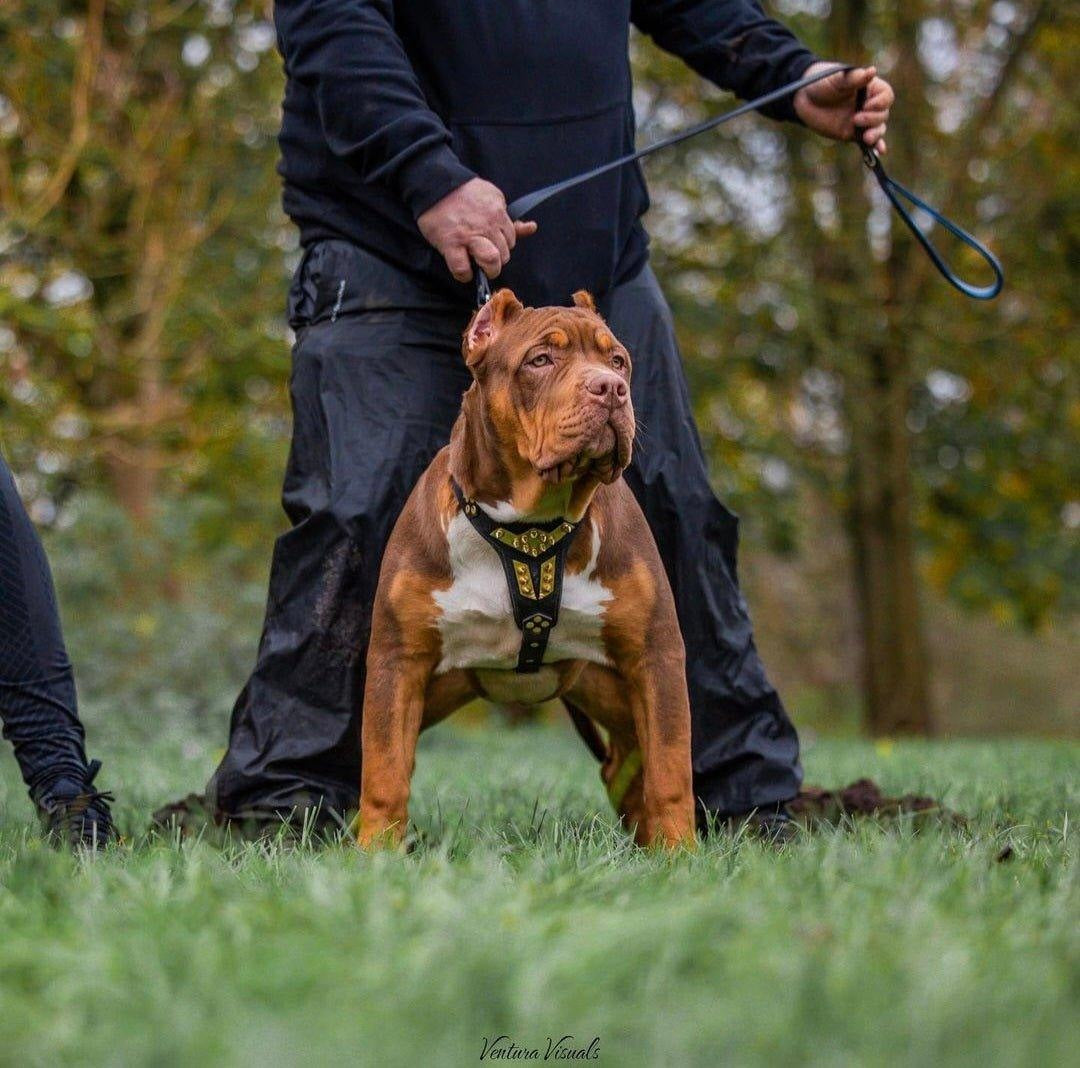 Bestia Midas Leather Dog Harness – Gold