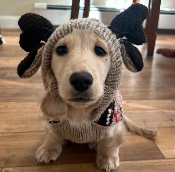 Moosey Hoodie Dog Sweater