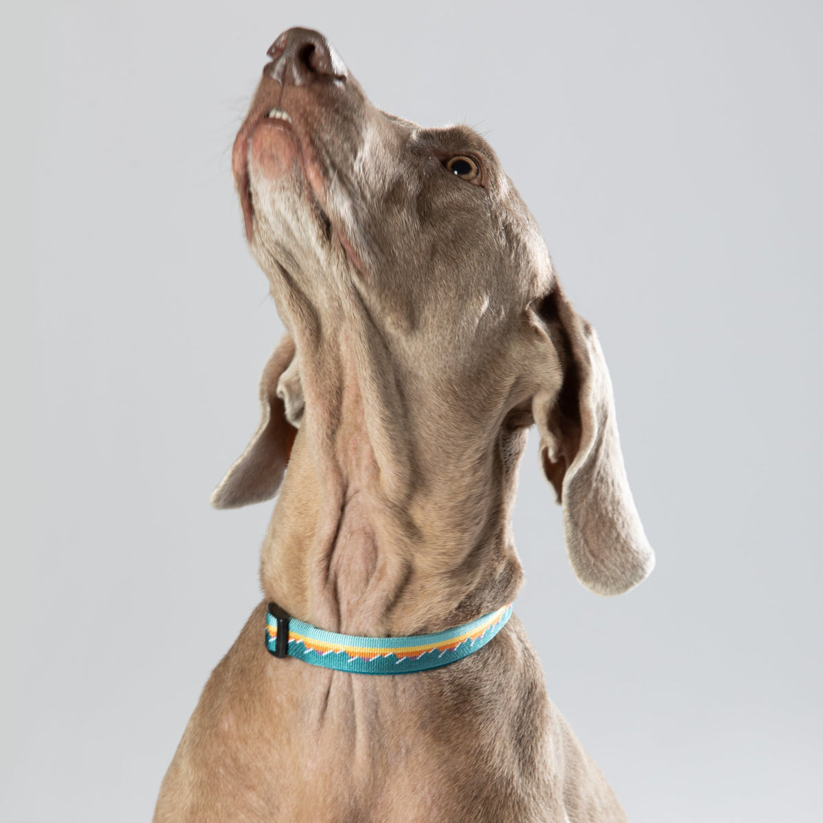 Classic Dog Collar 3/4''