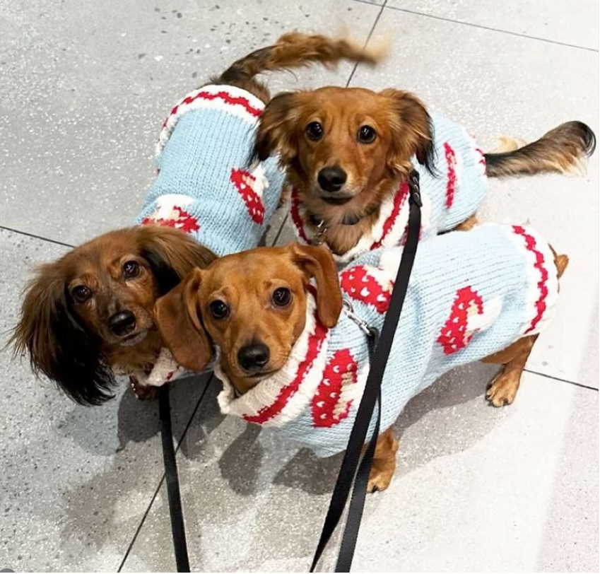 Mushroom Dog Sweater