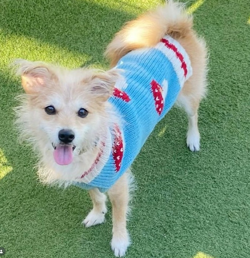 Mushroom Dog Sweater