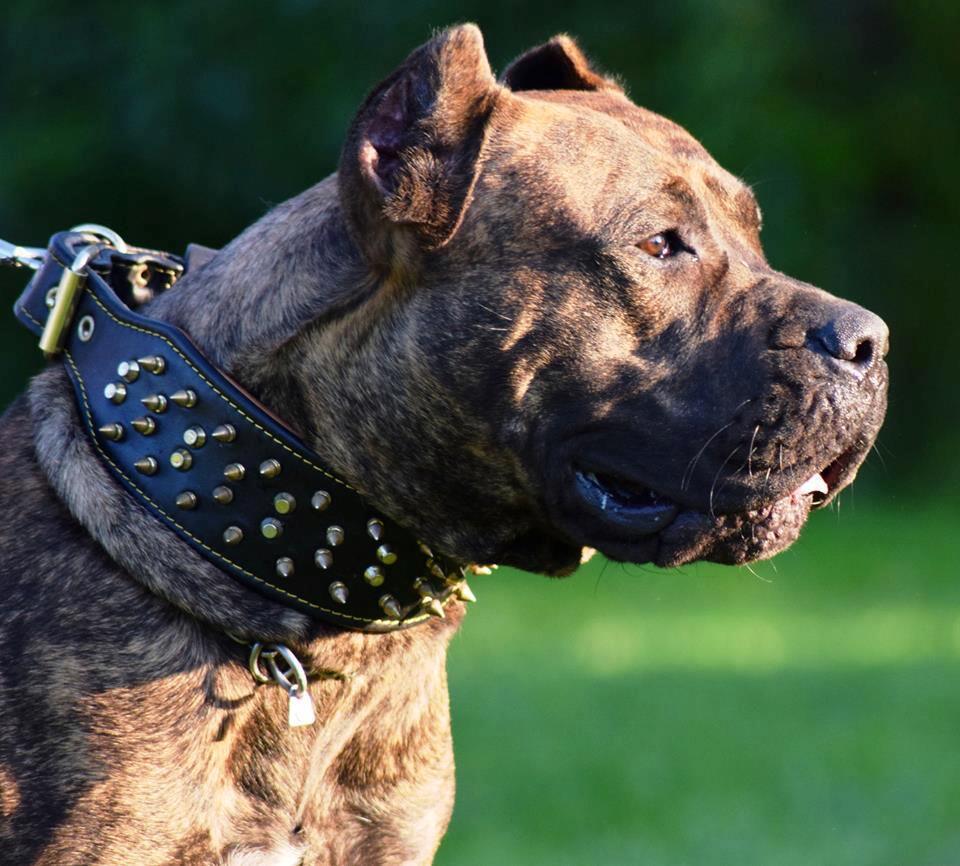 Bestia Crown Leather Dog Collar – Black